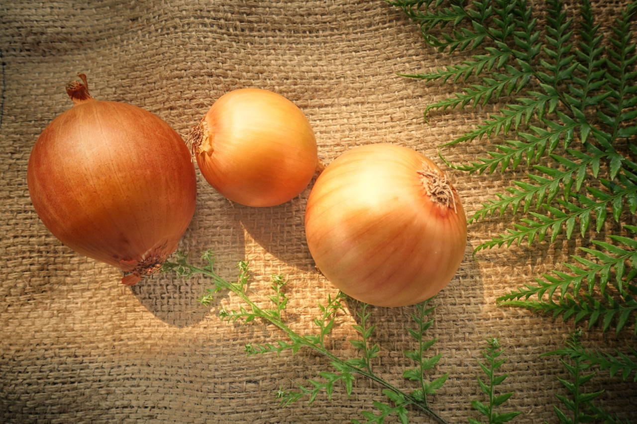 Manfaat Mengonsumsi Bawang Bombay Bagi Kesehatan