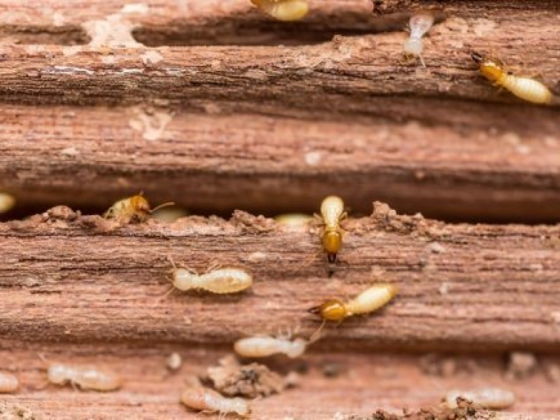 Rayap pada Kitchen Set