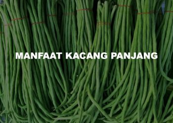 Ketahui Manfaat Kacang Panjang Terhadap Ukuran Payudara dan Kadar Glukosa