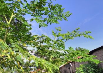 Manfaat Daun Kelor untuk Kesehatan